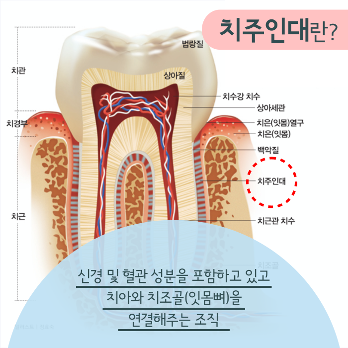 치아를 감싸주는 치주인대가 중요한 이유 (2).png